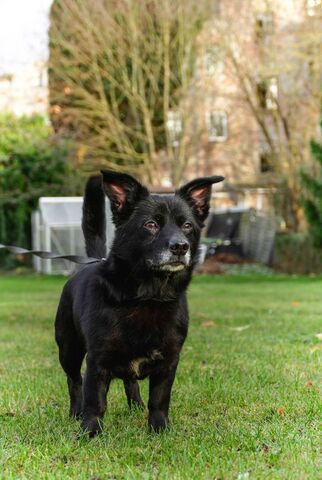Buddy sucht seinen Herzensmensch
