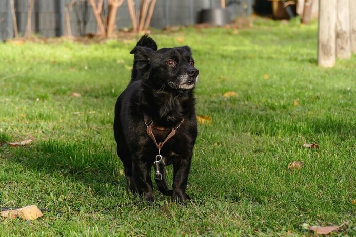Buddy sucht seinen Herzensmensch