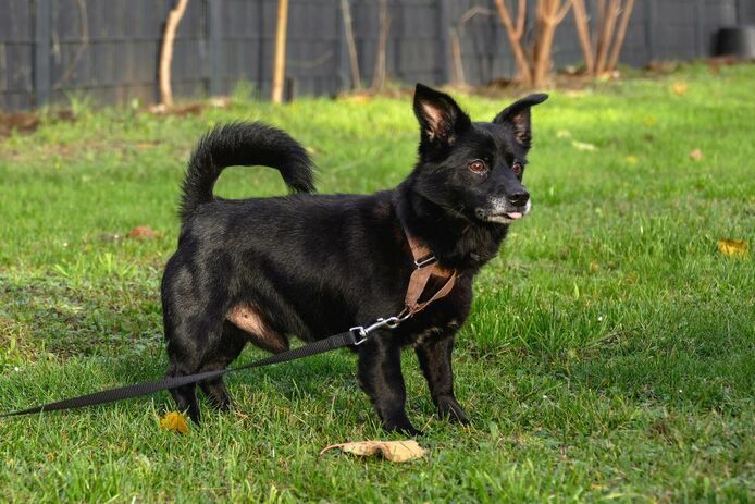 Buddy sucht seinen Herzensmensch