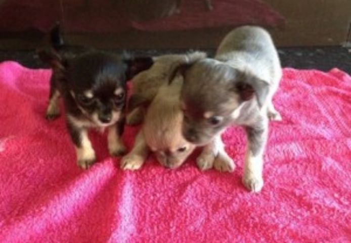 Chihuahua-Welpen 