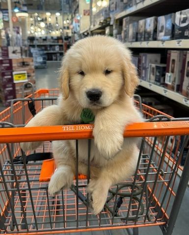 Gut ausgebildete Golden Retriever Welpen