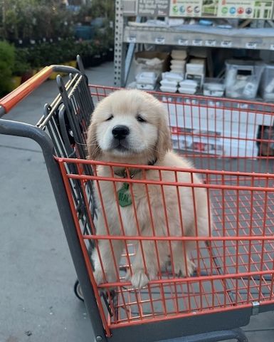 Gut ausgebildete Golden Retriever Welpen