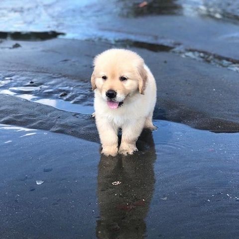 Golden Retriever