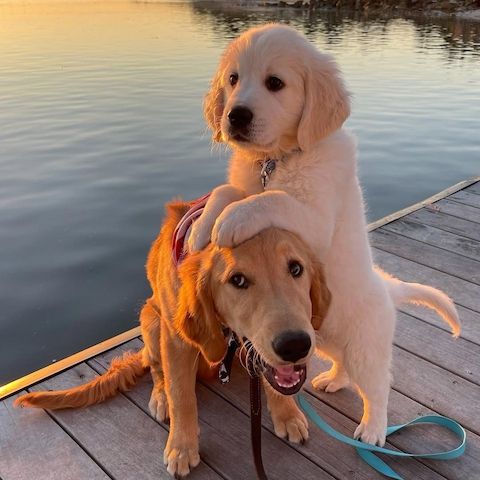 Golden Retriever