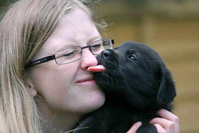 Sehr gesunde und gut ausgebildete Labrador-Welpen verfügbar