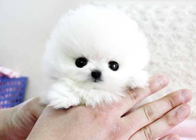 Entzückende Pomeranianwelpen verfügbar