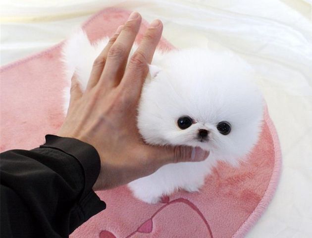 Entzückende Pomeranianwelpen verfügbar