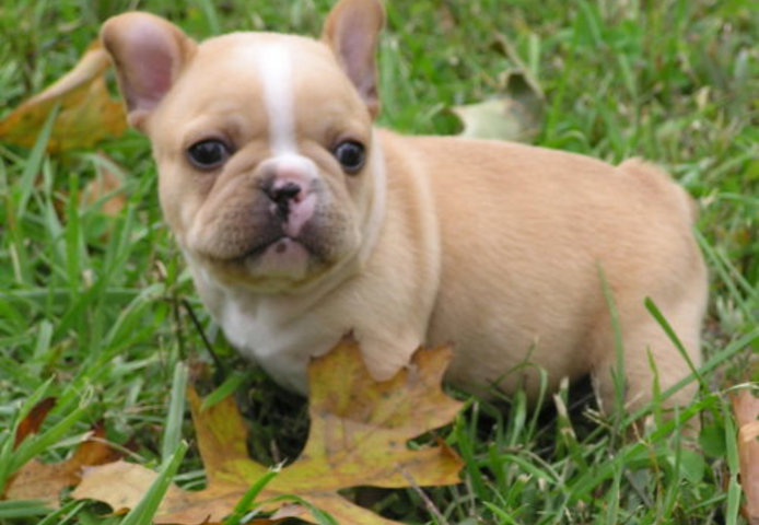 Reinrassige Französische Bulldoggenwelpen verfügbar.