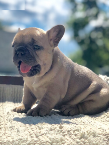 Entzückende Französische Bulldoggenwelpen zu verkaufen