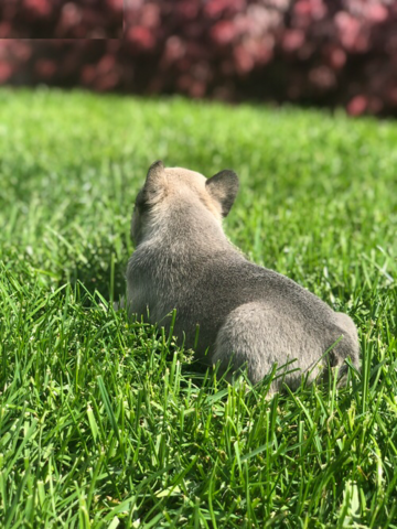 Entzückende Französische Bulldoggenwelpen zu verkaufen