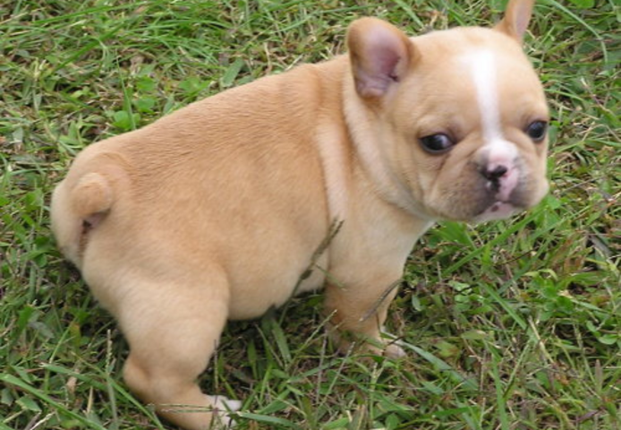 Entzückende Französische Bulldoggenwelpen zu verkaufen