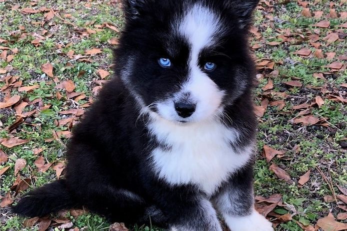 Wunderschöne blauäugige Husky-Welpen zu verkaufen
