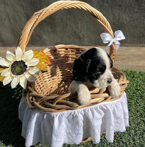 Schöne und sehr gesunde Cocker Spaniel Welpen zu verkaufen