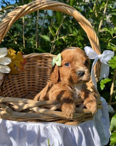 Schöne und sehr gesunde Cocker Spaniel Welpen zu verkaufen