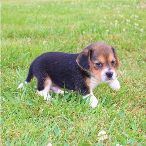Beagle-Welpen verfügbar