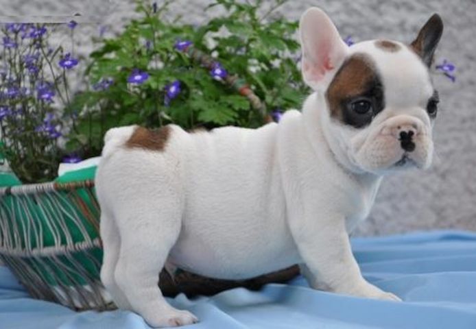 Französische Bulldoggenwelpen 
