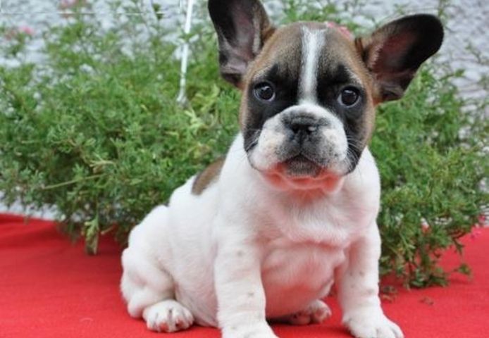 Französische Bulldoggenwelpen 