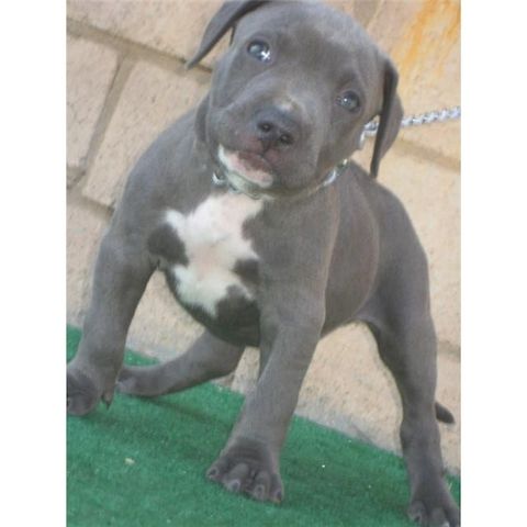Amerikanischer Champion-Pitbull zu verkaufen