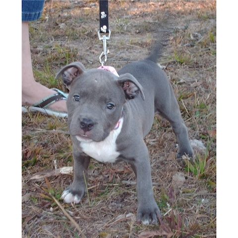 Amerikanischer Champion-Pitbull zu verkaufen