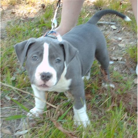 Amerikanischer Champion-Pitbull zu verkaufen