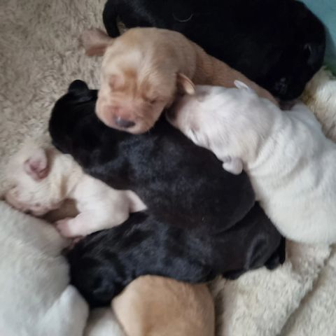 Labrador Mix