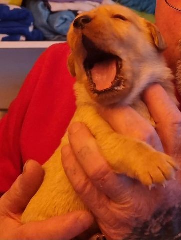 Labrador Mix