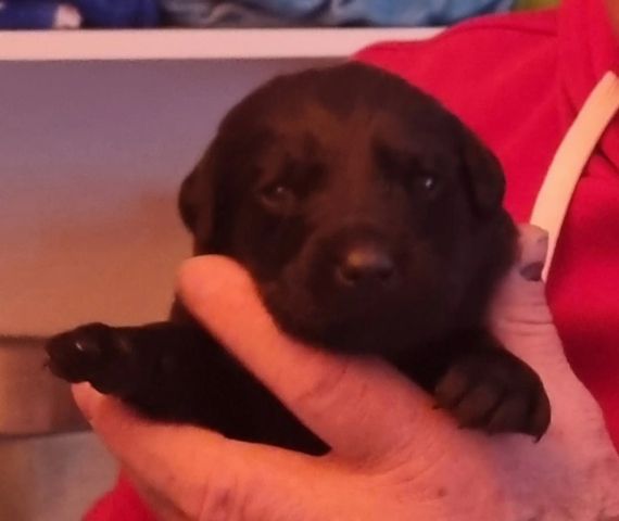 Labrador Mix