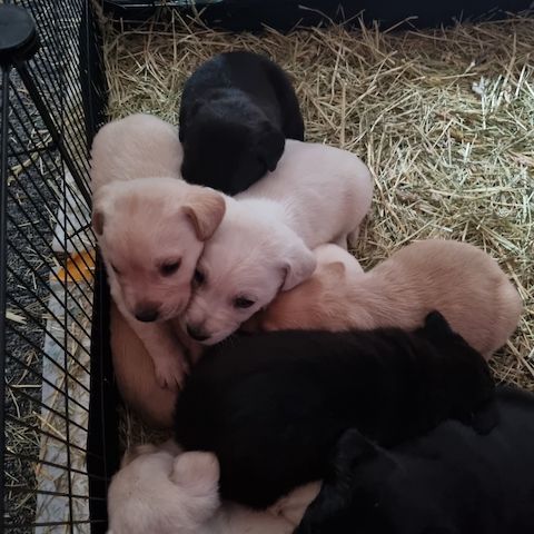 Labrador Mix