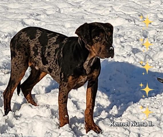 Catahoula Louisiana Leopard