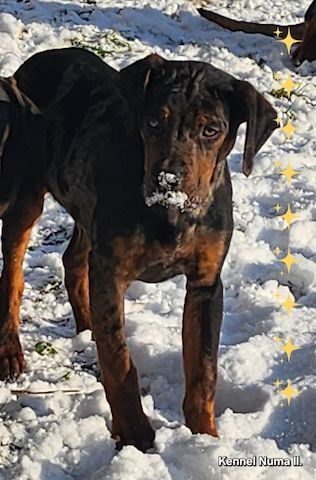Catahoula Louisiana Leopard