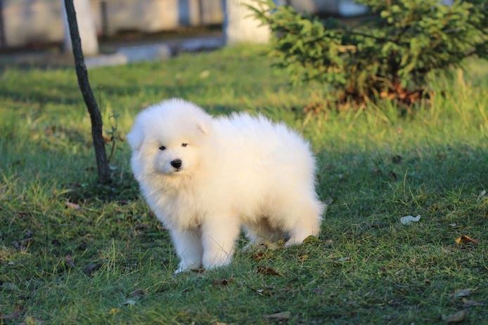männliche und weibliche Samojedenwelpen