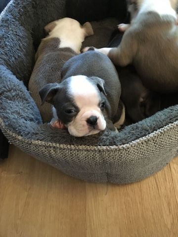 Sehr gesunde und süße Boston Terrier-Welpen für Sie.