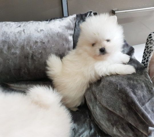 Wunderschöne Pomeranian-Welpen