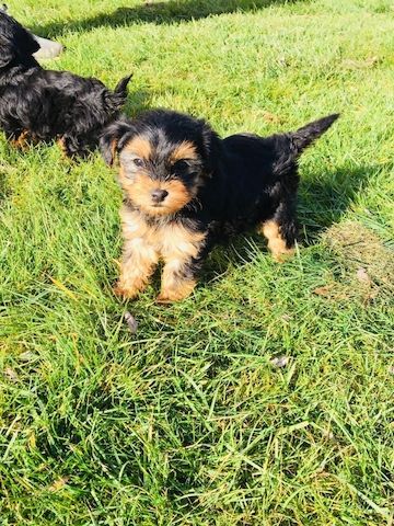 Yorkshire Terrier-Welpen