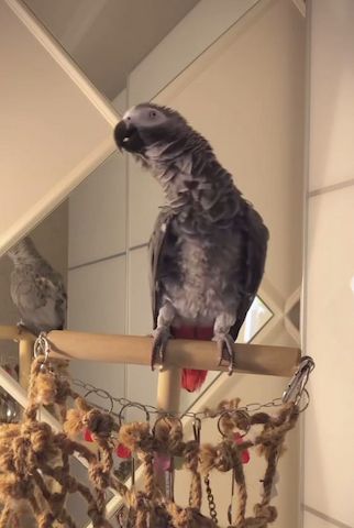 Gebe Graupapagei Steve, 2 Jahre, in liebevolle Hände ab!