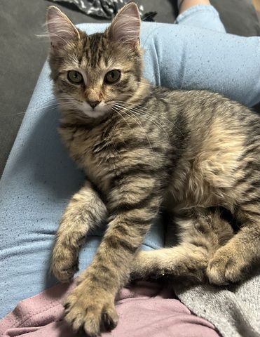 Maincoon mix katze