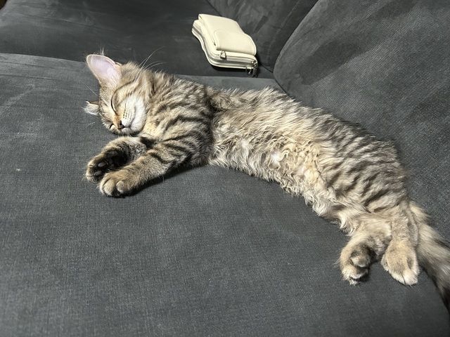 Maincoon mix katze