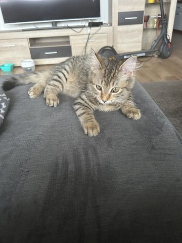 Maincoon mix katze
