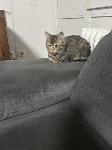 Maincoon mix katze