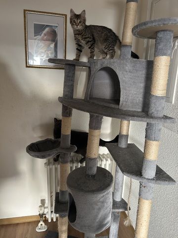Maincoon mix katze