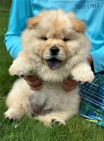 Wunderschöne Chow-Chow-Welpen