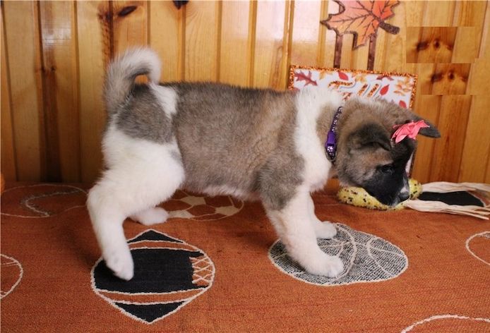 Wunderschöne Akita-Welpen