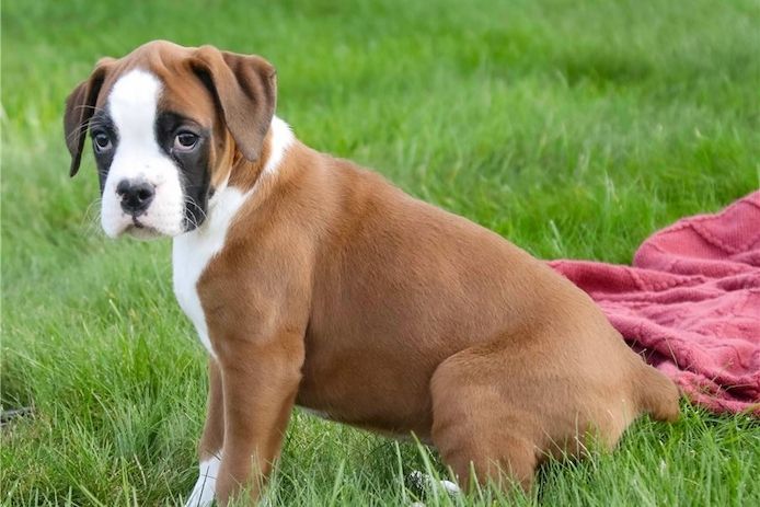 Wunderschöne Boxerwelpen