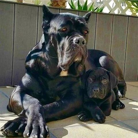 Cane Corso Welpen