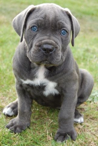 Cane Corso Welpen