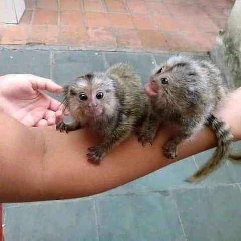 Baby-Marmoset-Affen