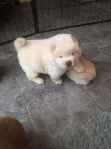 Chow-Chow
