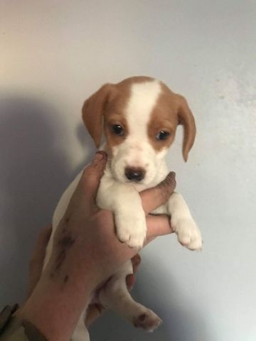 Beagle-Welpen