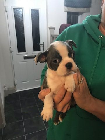 Boston Terrier Welpen