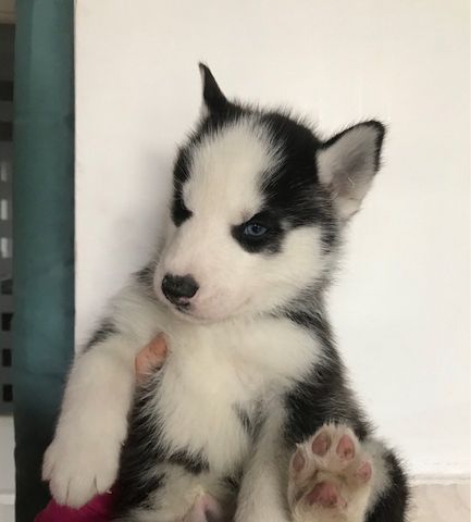 Siberian Husky-Welpe